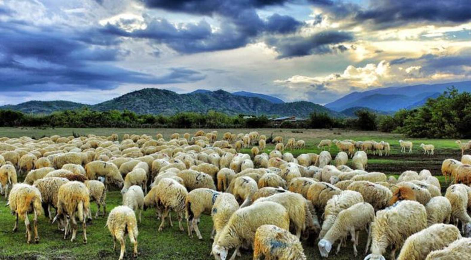 Những cánh đồng cừu ma mị 
